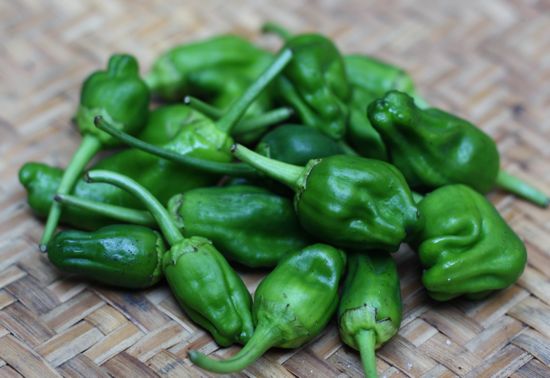 Pimientos de Padron